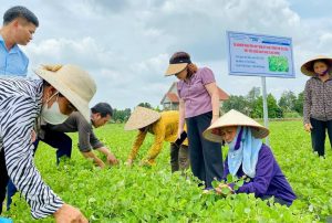 Các doanh nghiệp cần tuân thủ đúng tiêu chuẩn GACP trong ngành Dược với Dược liệu