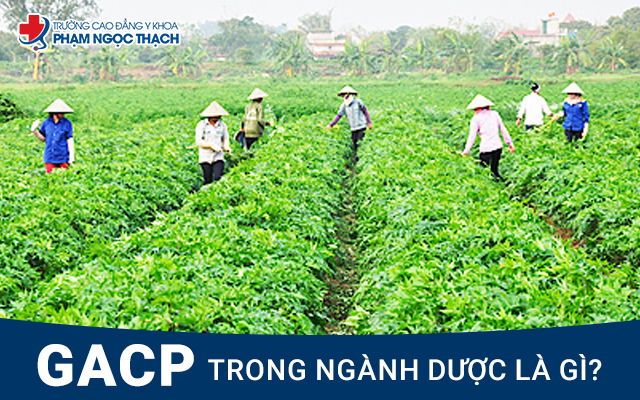 Tiêu chuẩn GACP trong ngành Dược đảm bảo chất lượng, độ an toàn của Dược liệu